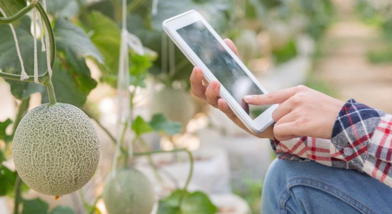 nteligência Artificial na agricultura: Aumentando a produtividade com precisão e análise de dados